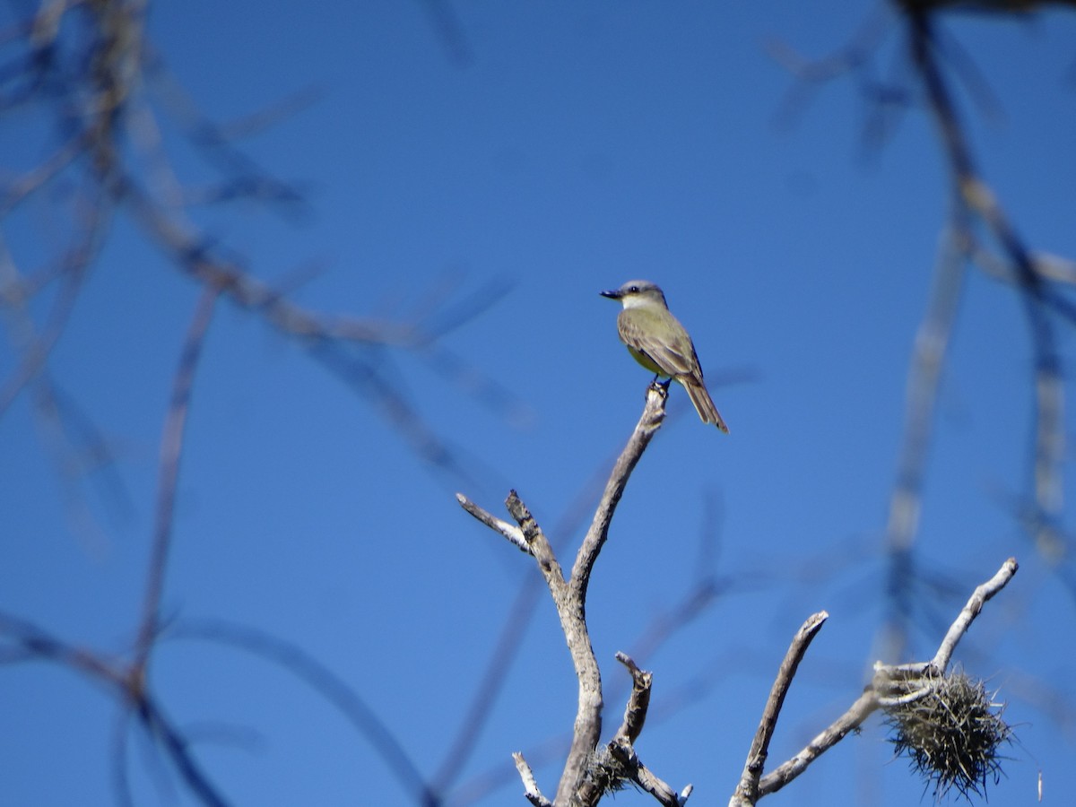 Couch's Kingbird - ML23807971