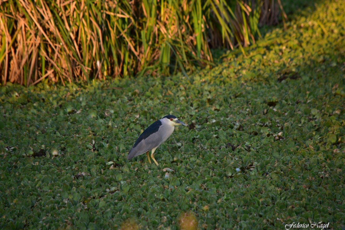 Black-crowned Night Heron - ML238080281