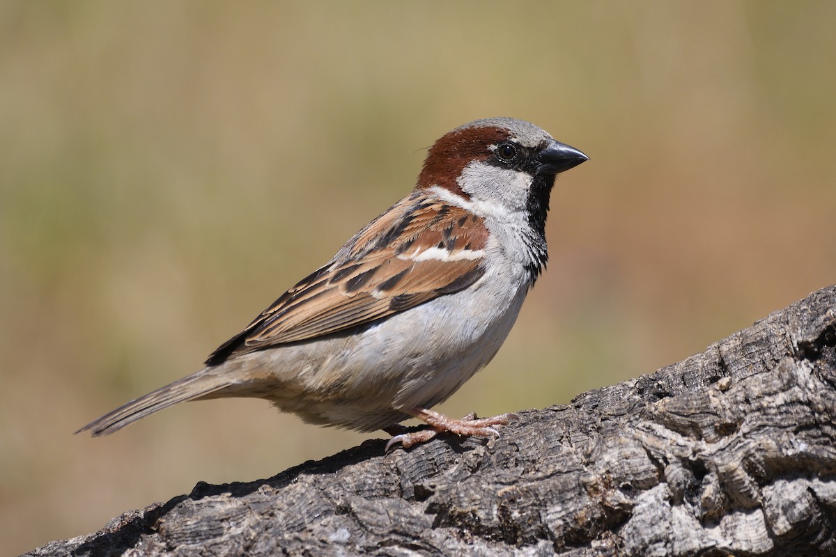 House Sparrow - ML238081171