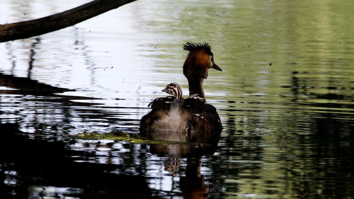 Great Crested Grebe - ML238082121
