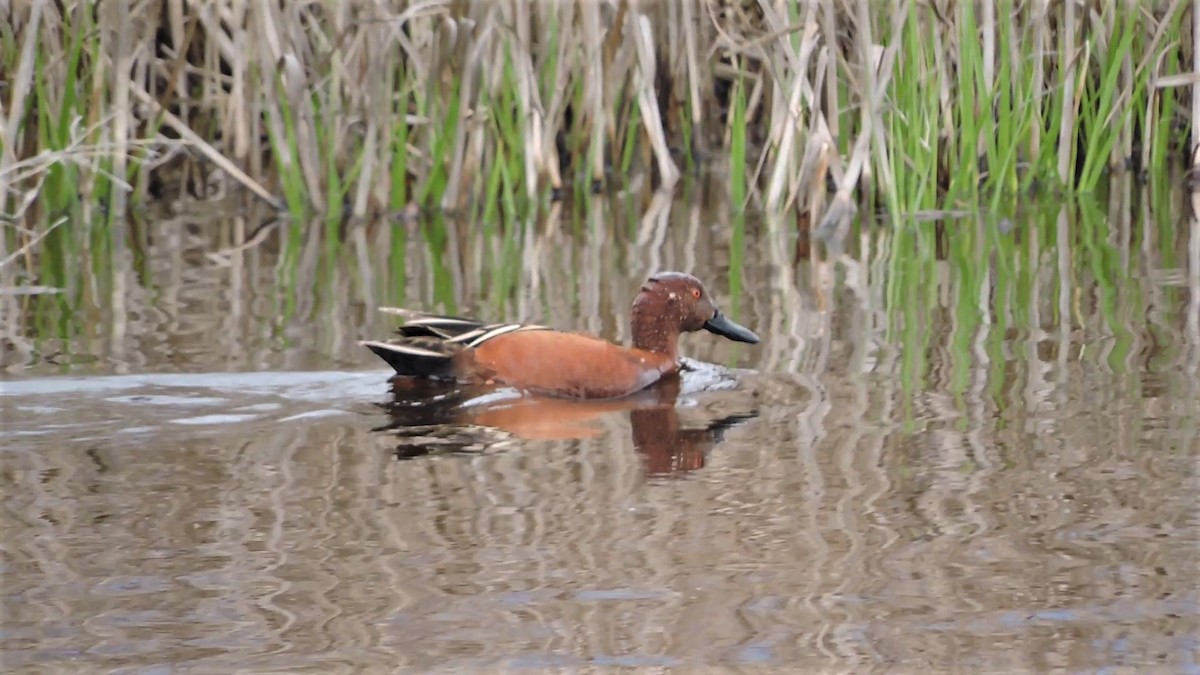 Cinnamon Teal - ML238082791