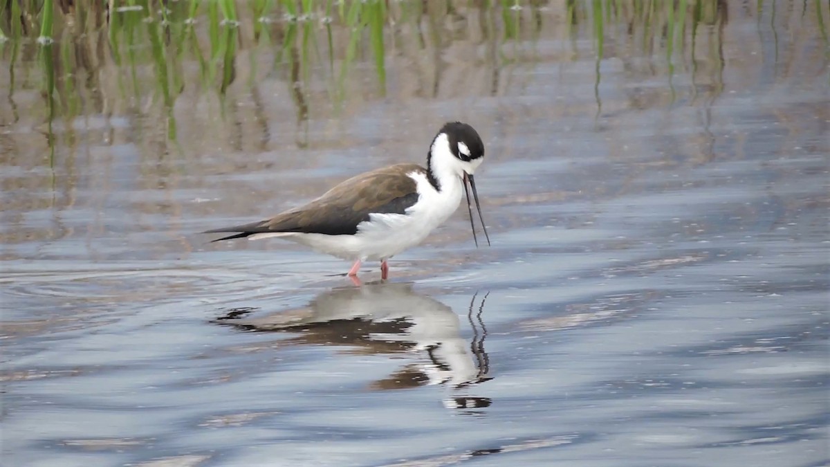 Cigüeñuela Cuellinegra - ML238083241