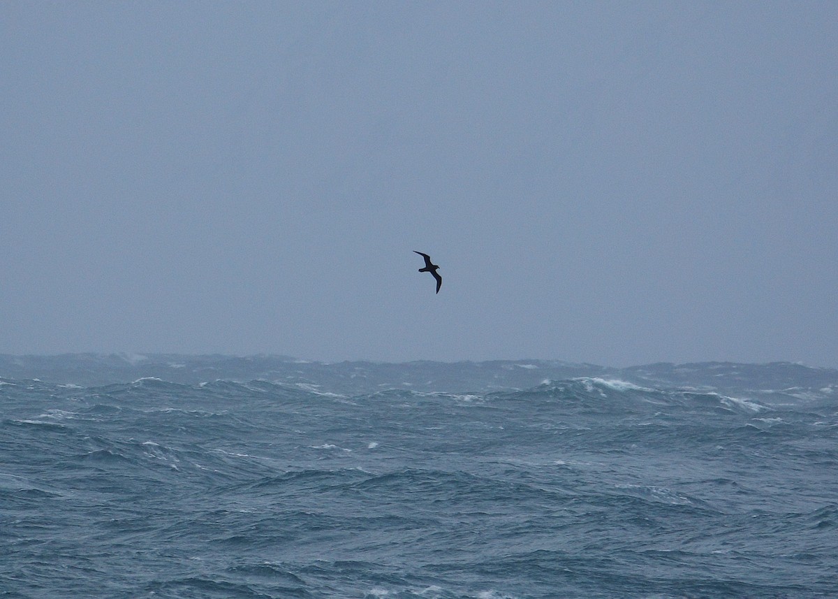 Gray-faced Petrel - ML238083831