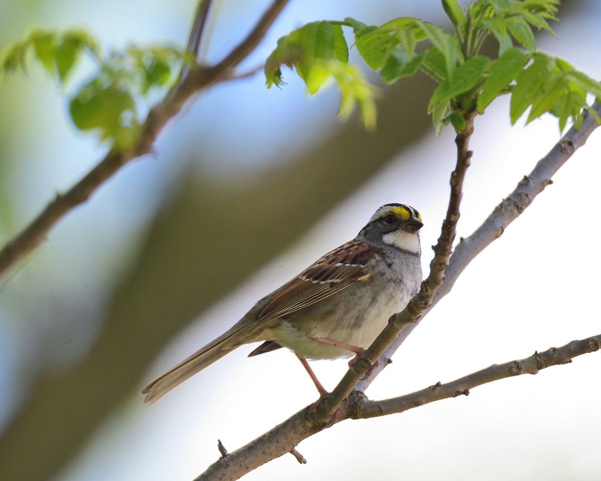 White-throated Sparrow - ML238083961