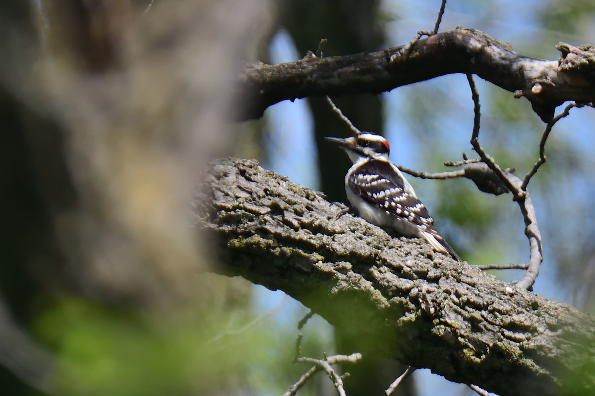 Hairy Woodpecker - ML238084041