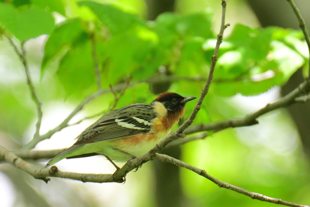 Bay-breasted Warbler - ML238084301