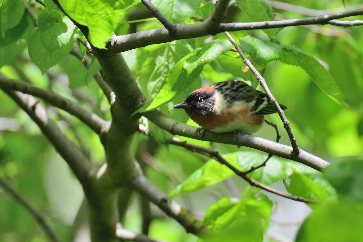 Bay-breasted Warbler - ML238084311