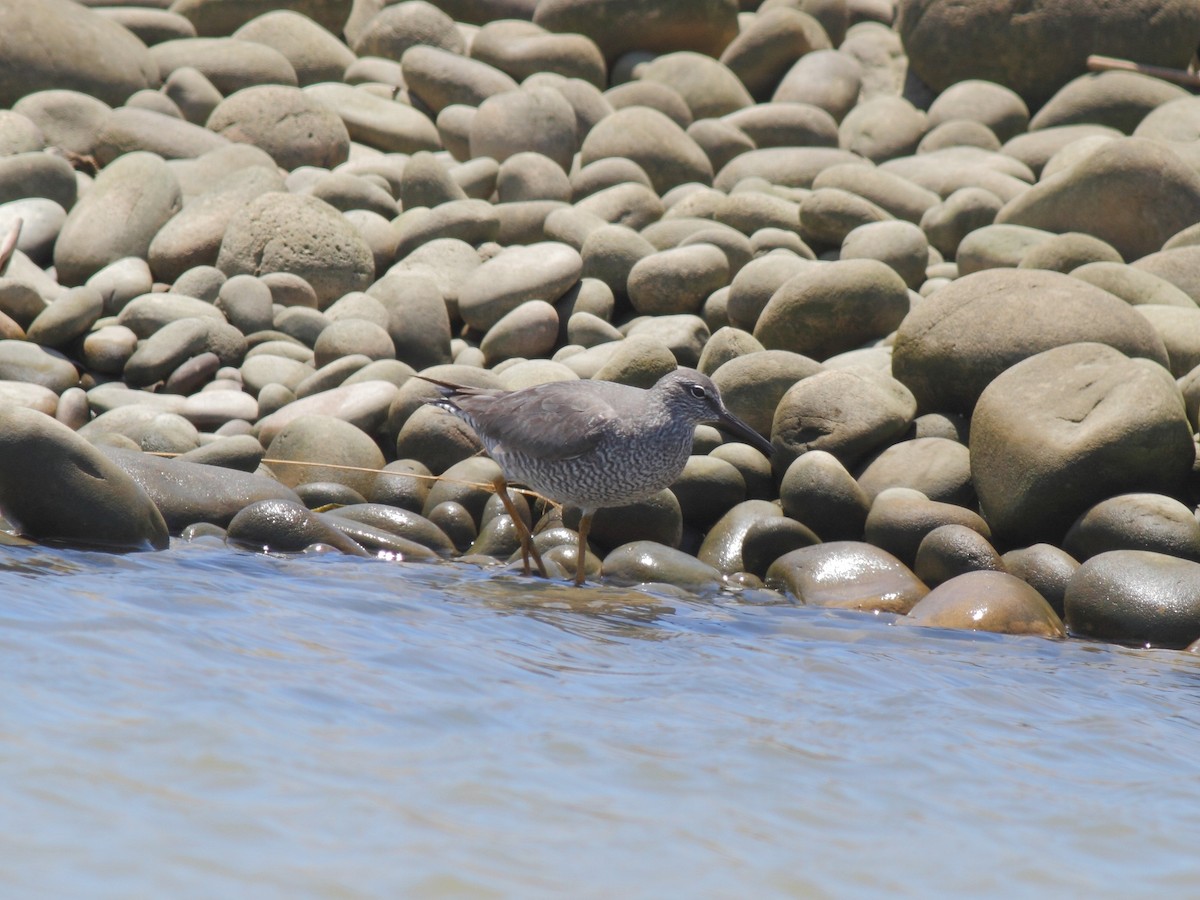 Playero de Alaska - ML238084801