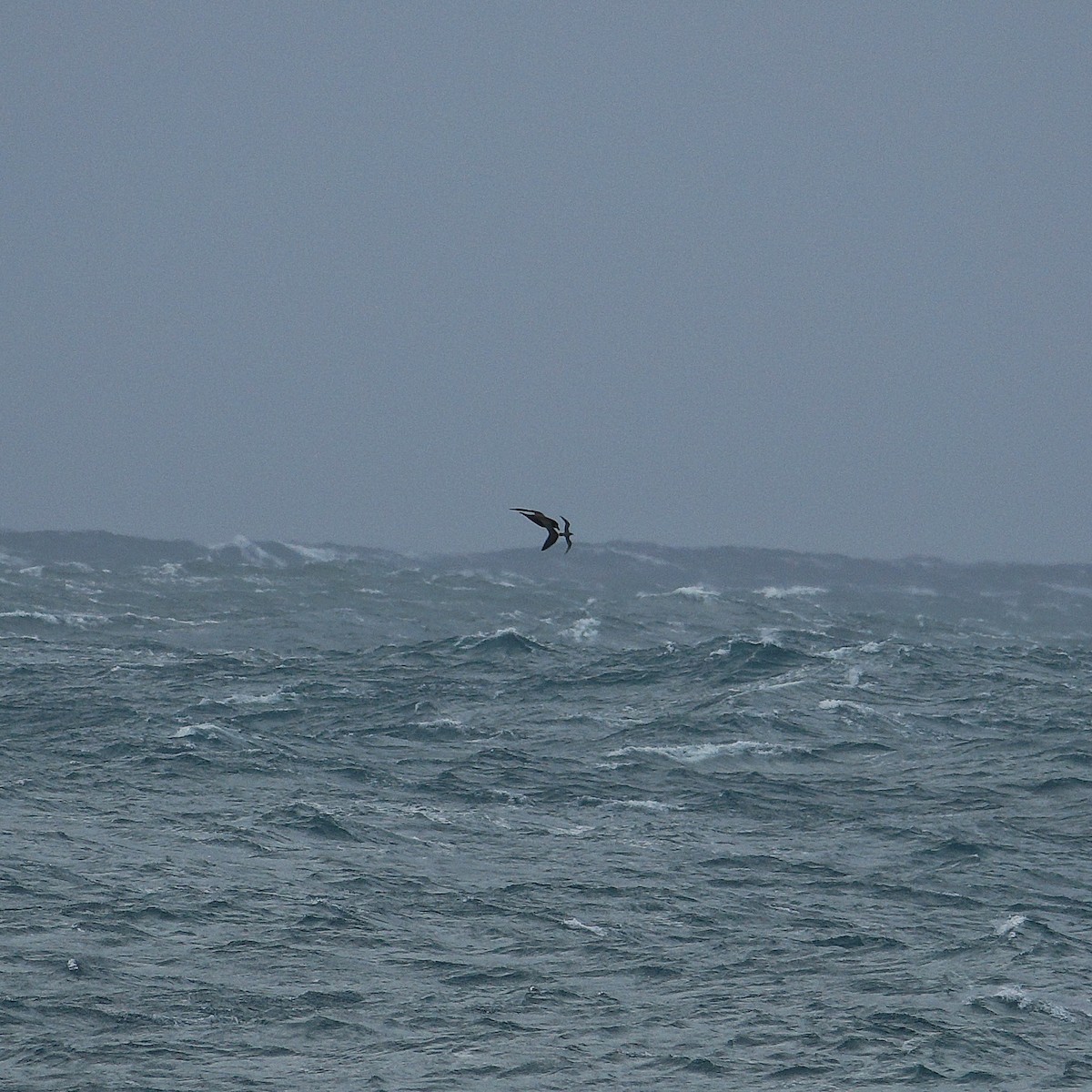 Gray-faced Petrel - ML238085101