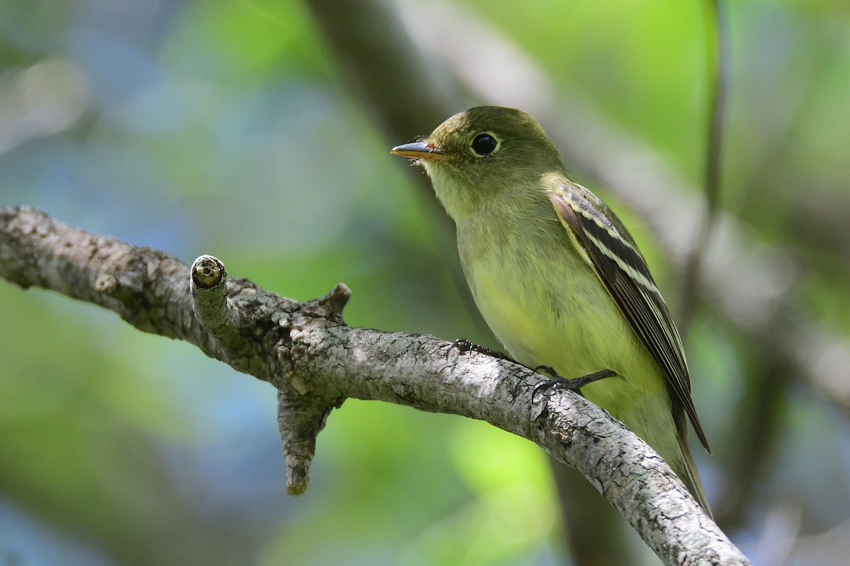 Yellow-bellied Flycatcher - ML238086221