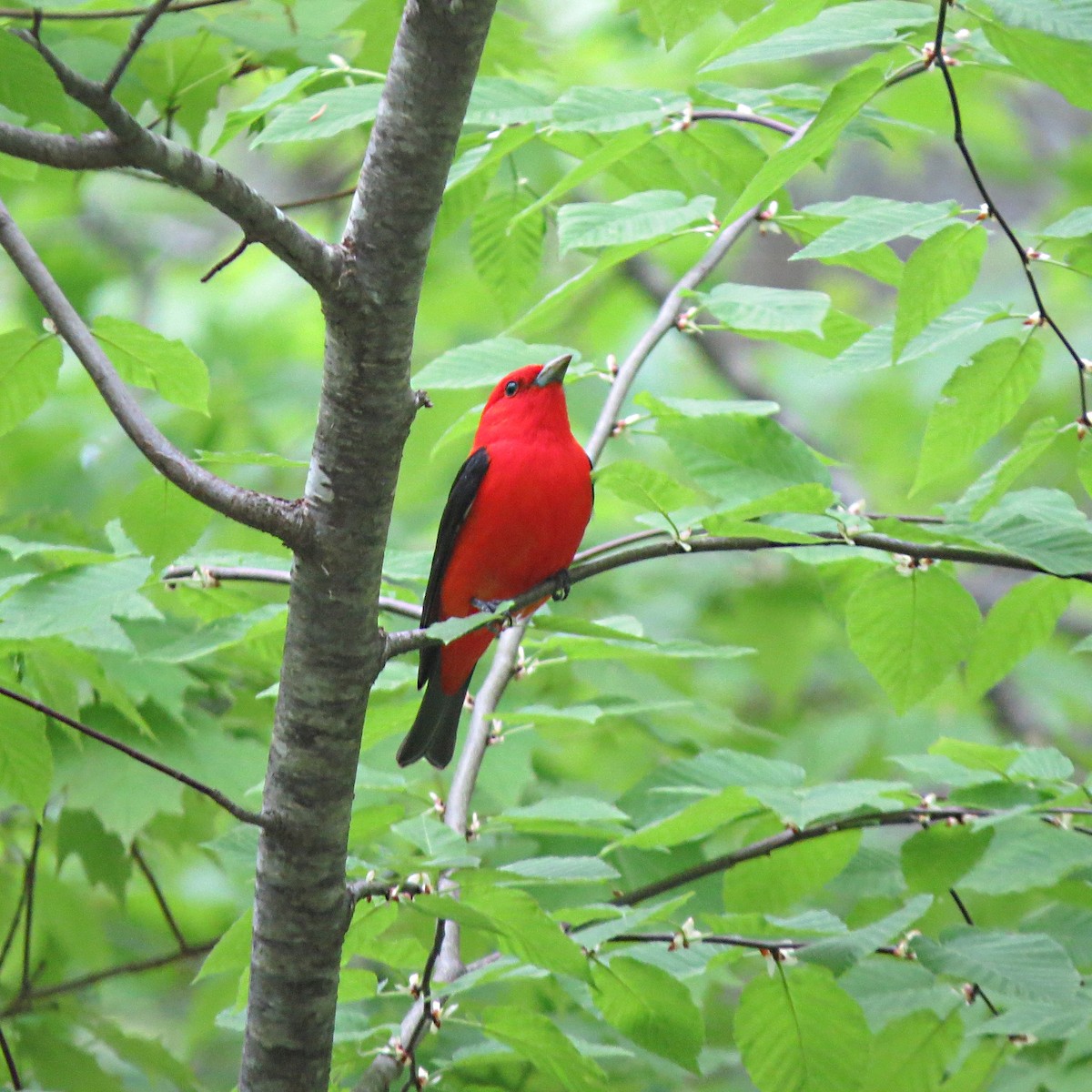 Scarlet Tanager - ML238086421