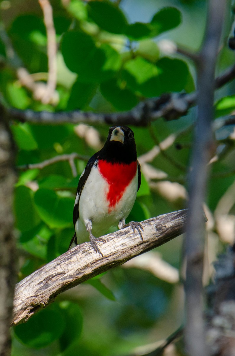 Rose-breasted Grosbeak - Stéphane Lair