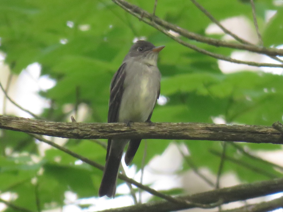 Eastern Wood-Pewee - ML238088371