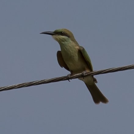 Asian Green Bee-eater - ML238088581
