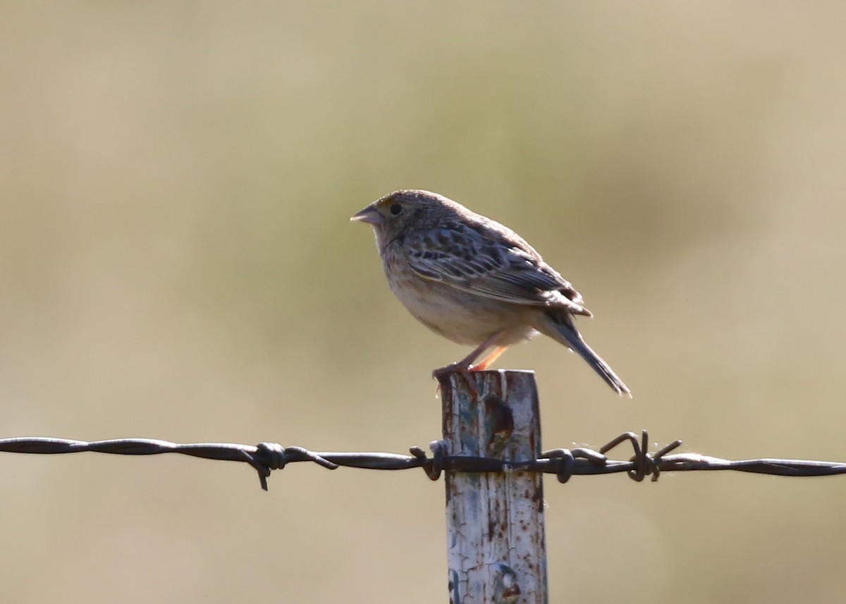 Grasshopper Sparrow - ML238088621