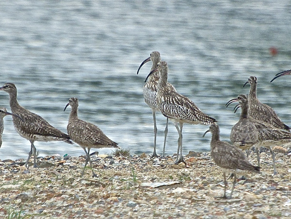 Eurasian Curlew - ML238089081