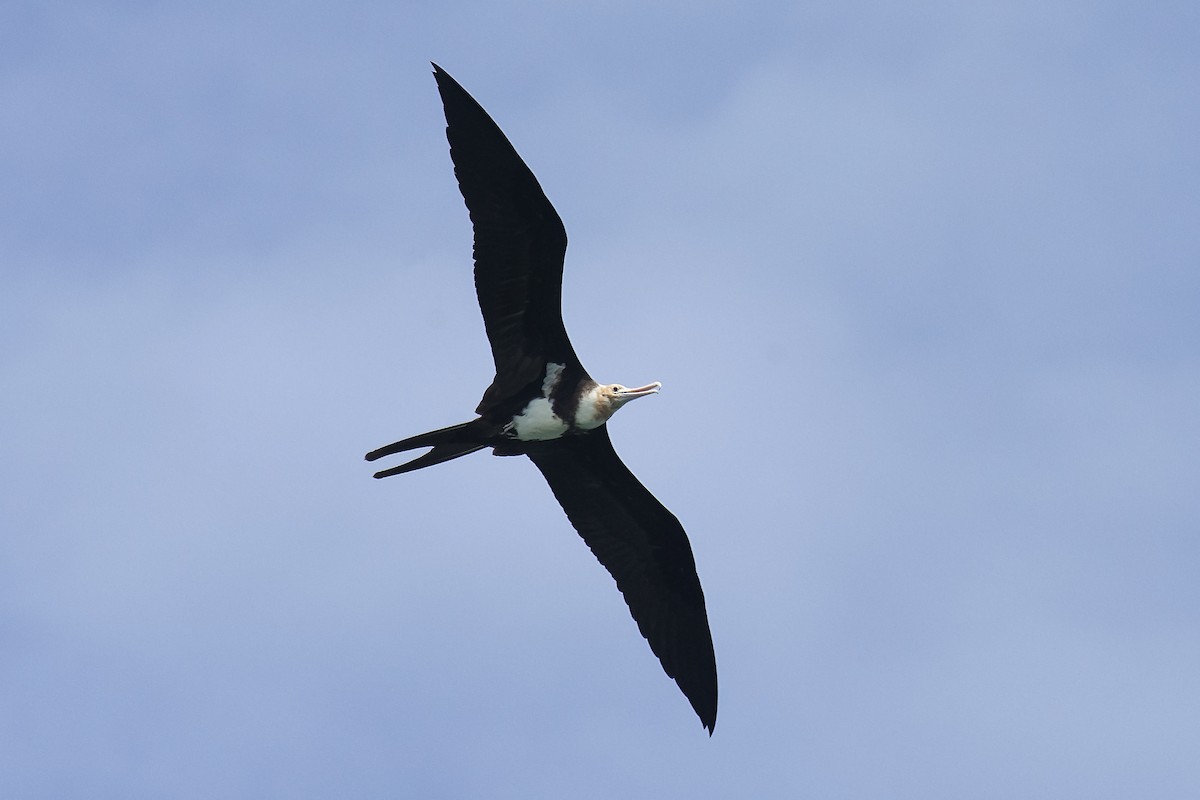 Christmas Island Frigatebird - ML238090371