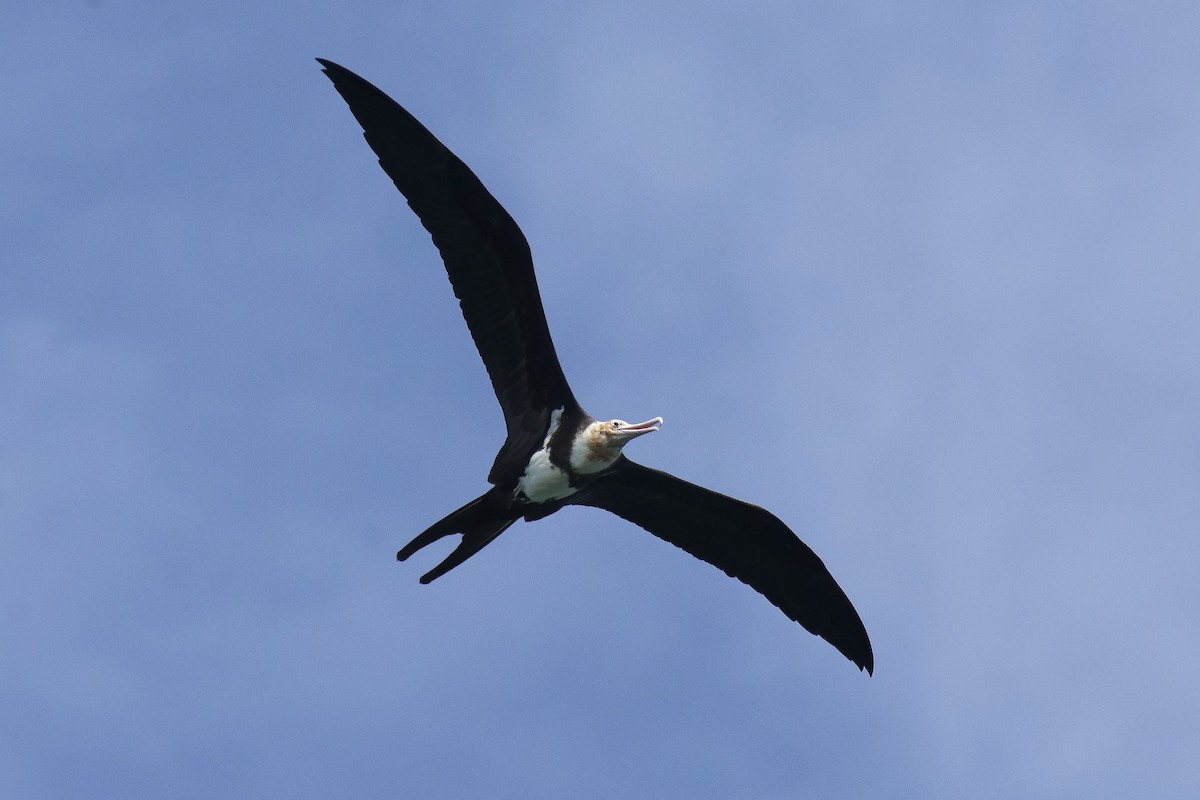 Christmas Island Frigatebird - ML238090431