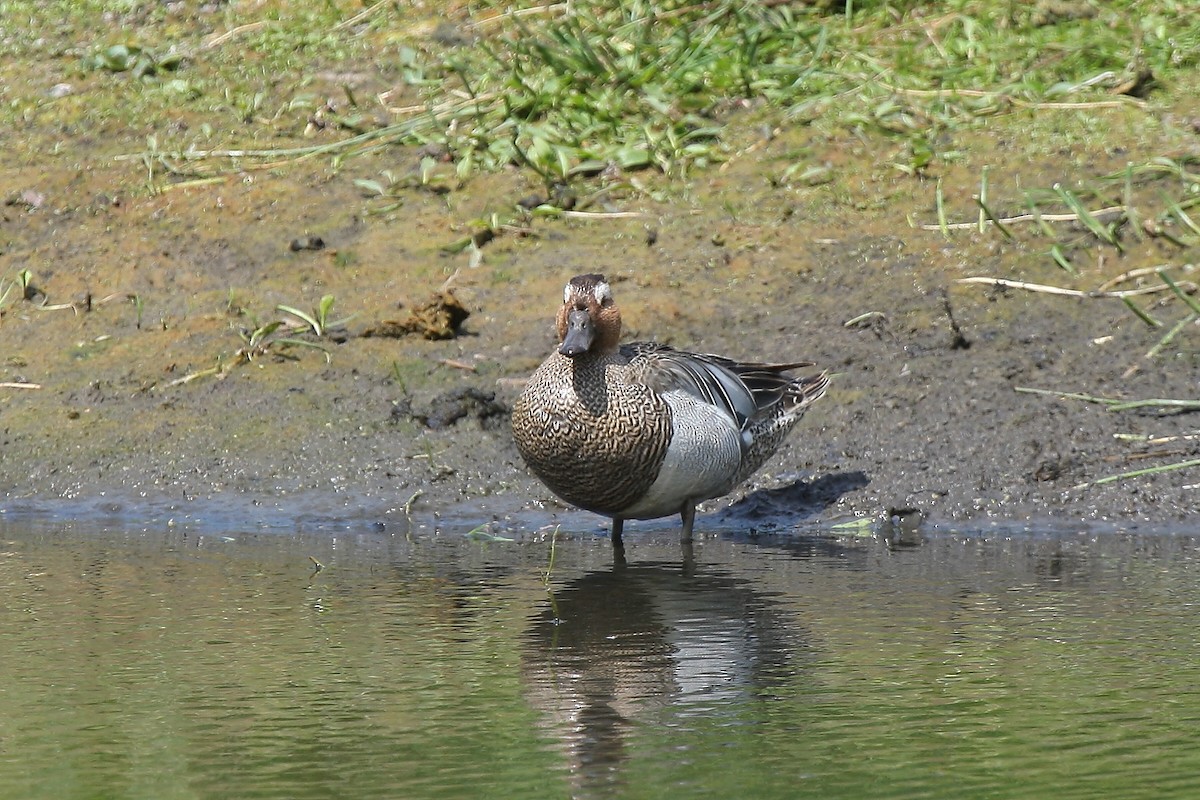 Garganey - ML238091531
