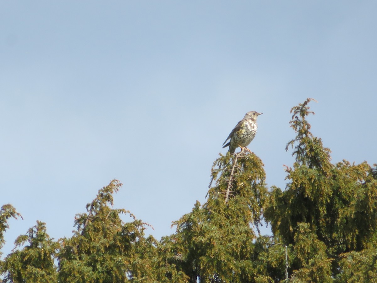 Mistle Thrush - ML238092161