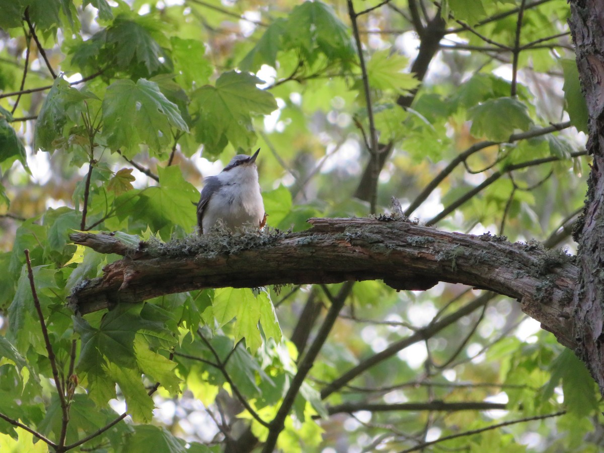 Eurasian Nuthatch - ML238092251