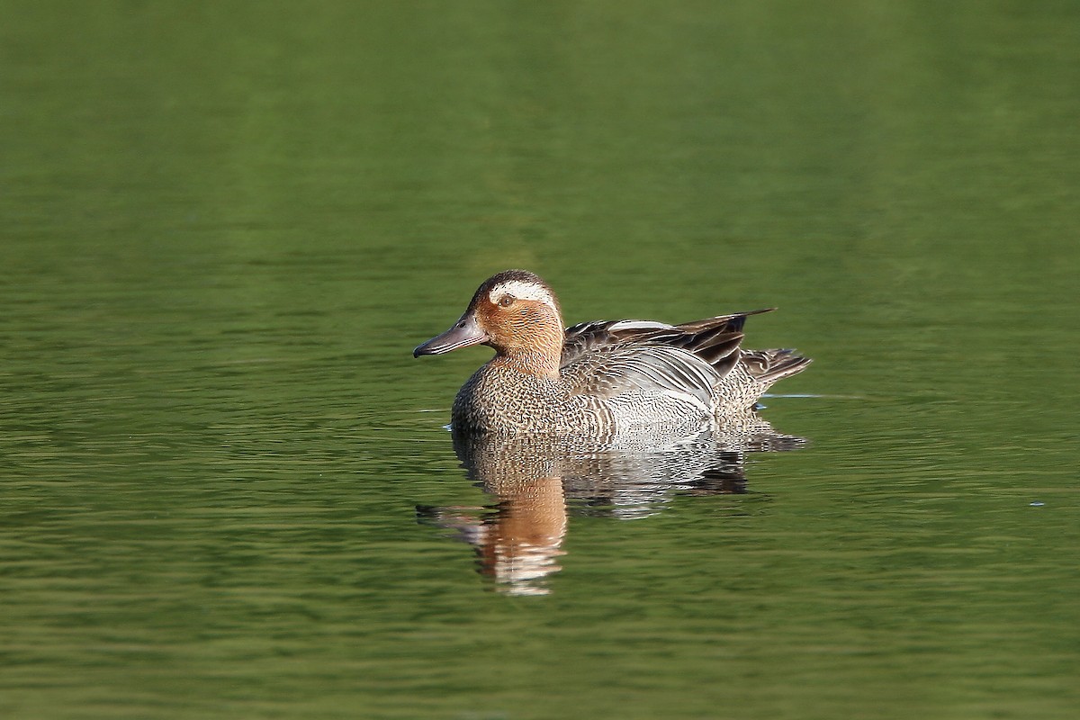 Garganey - ML238092631