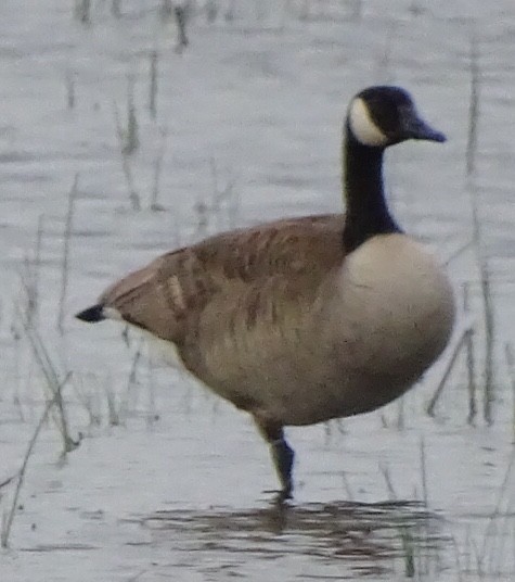 Bernache du Canada - ML238093171