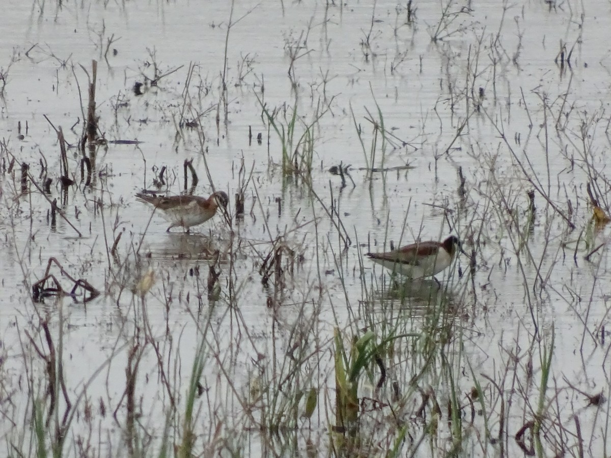 Phalarope de Wilson - ML238093371