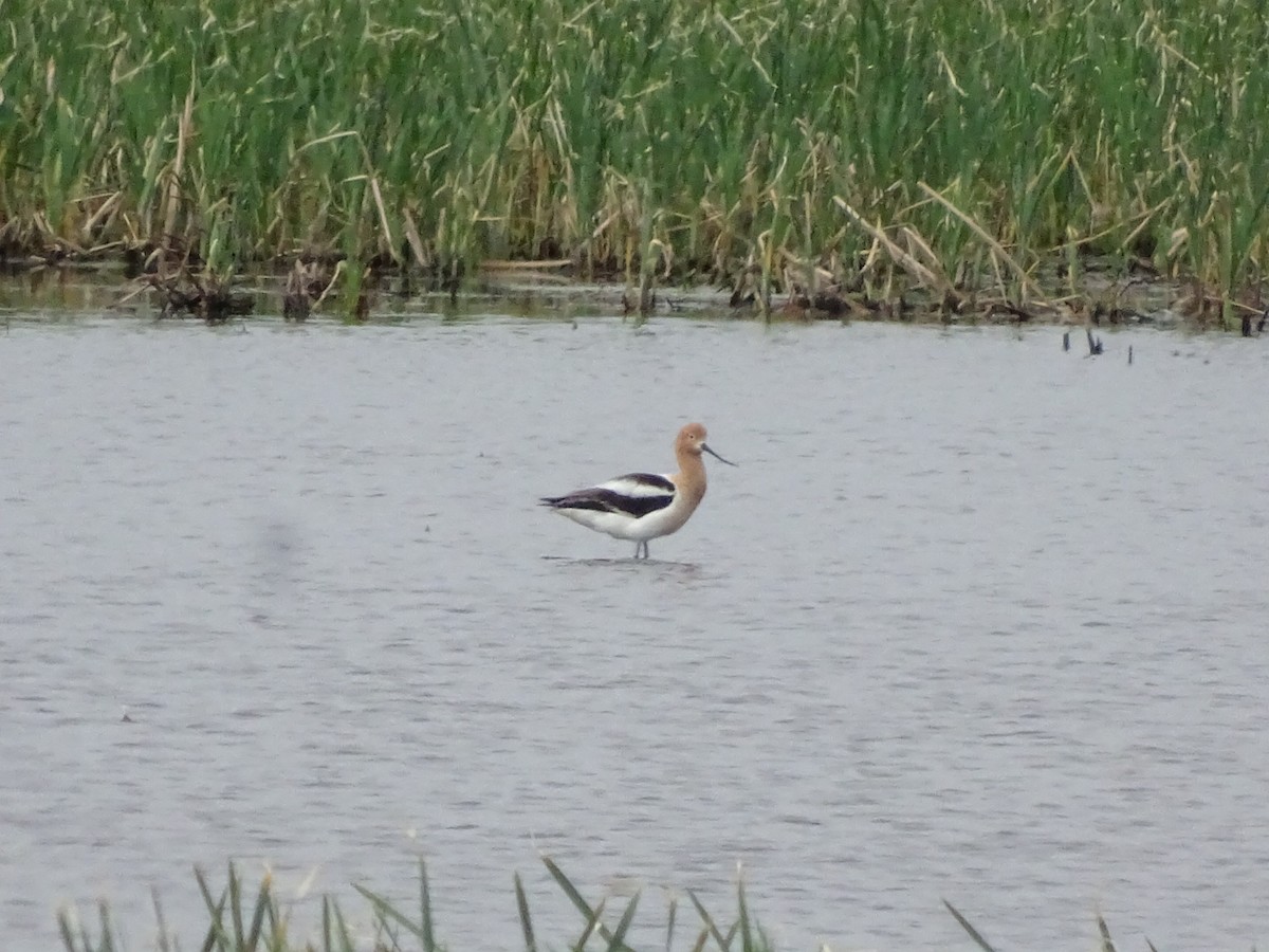 Avocette d'Amérique - ML238093561