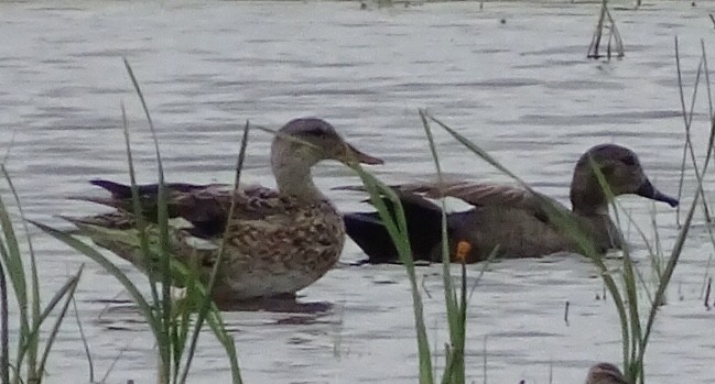 Canard chipeau - ML238093781