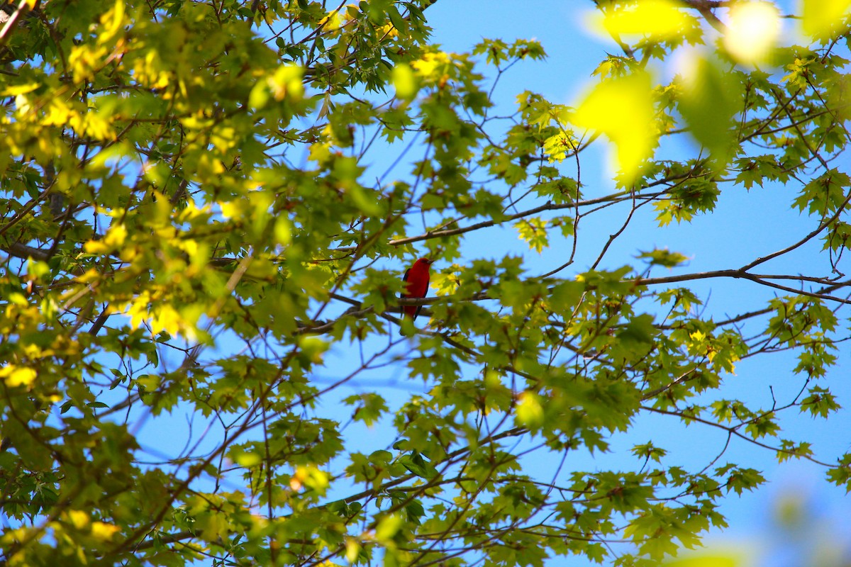 Scarlet Tanager - ML238094101