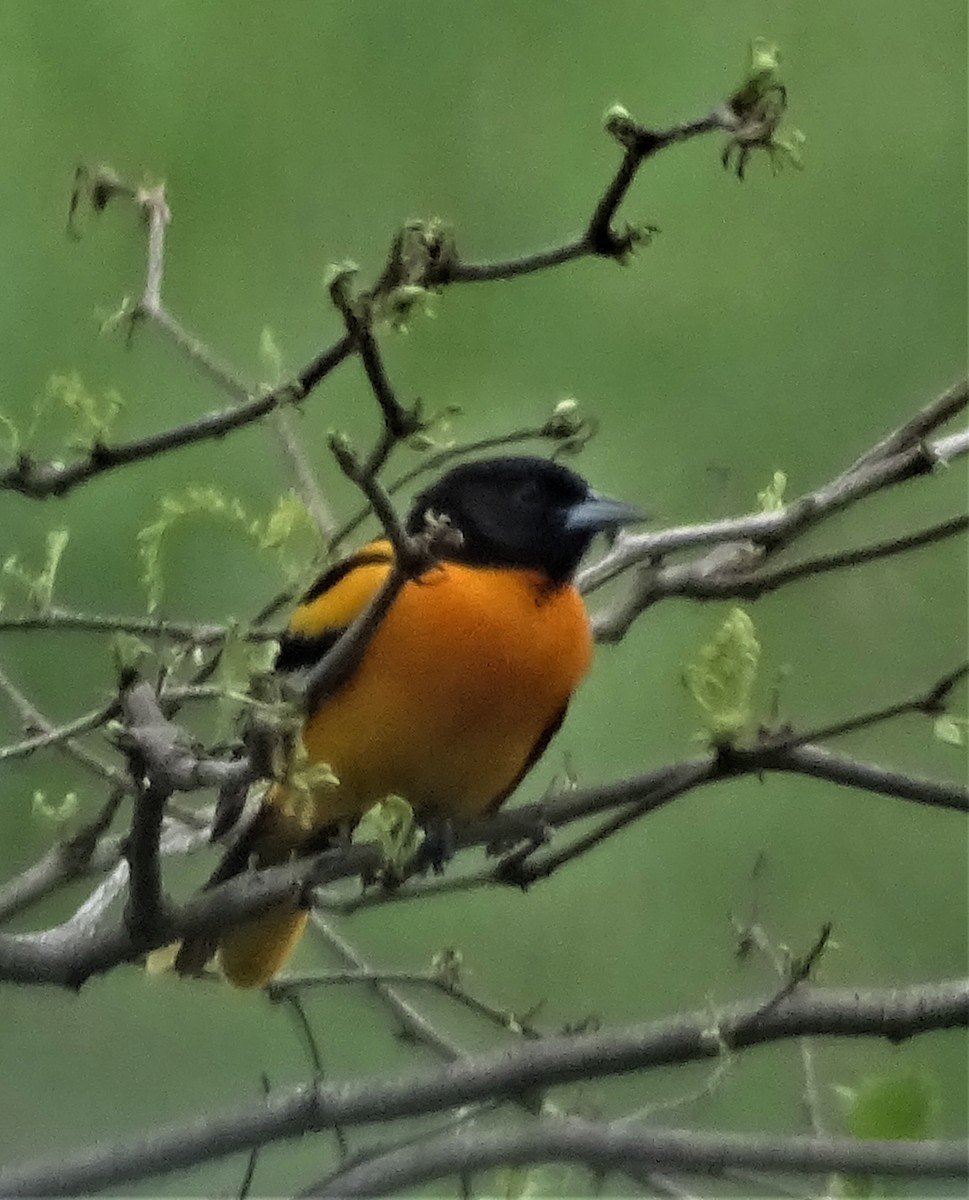 Baltimore Oriole - ML238094741