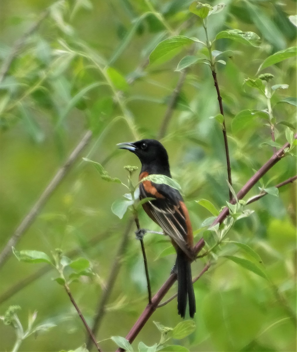 Orchard Oriole - ML238094861