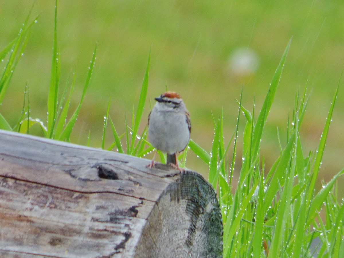 Chipping Sparrow - ML238095921