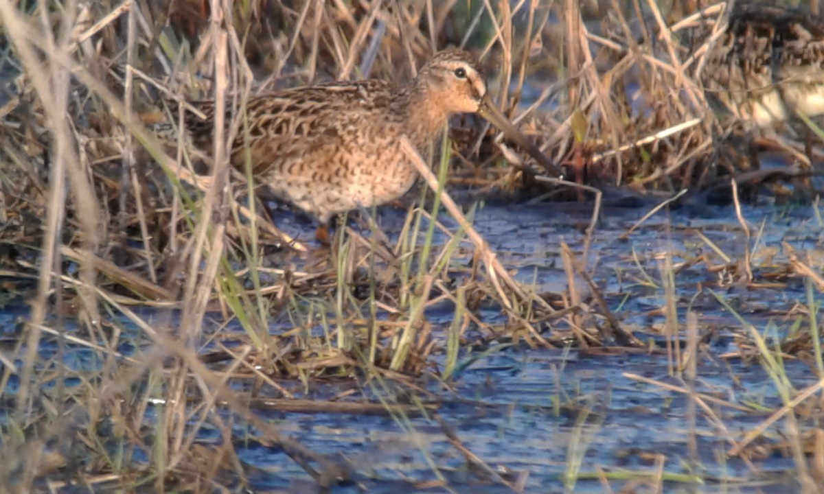 Short-billed Dowitcher - ML238096881