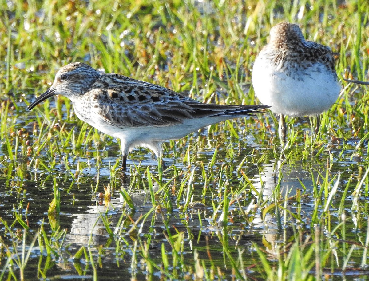 White-rumped Sandpiper - ML238098791