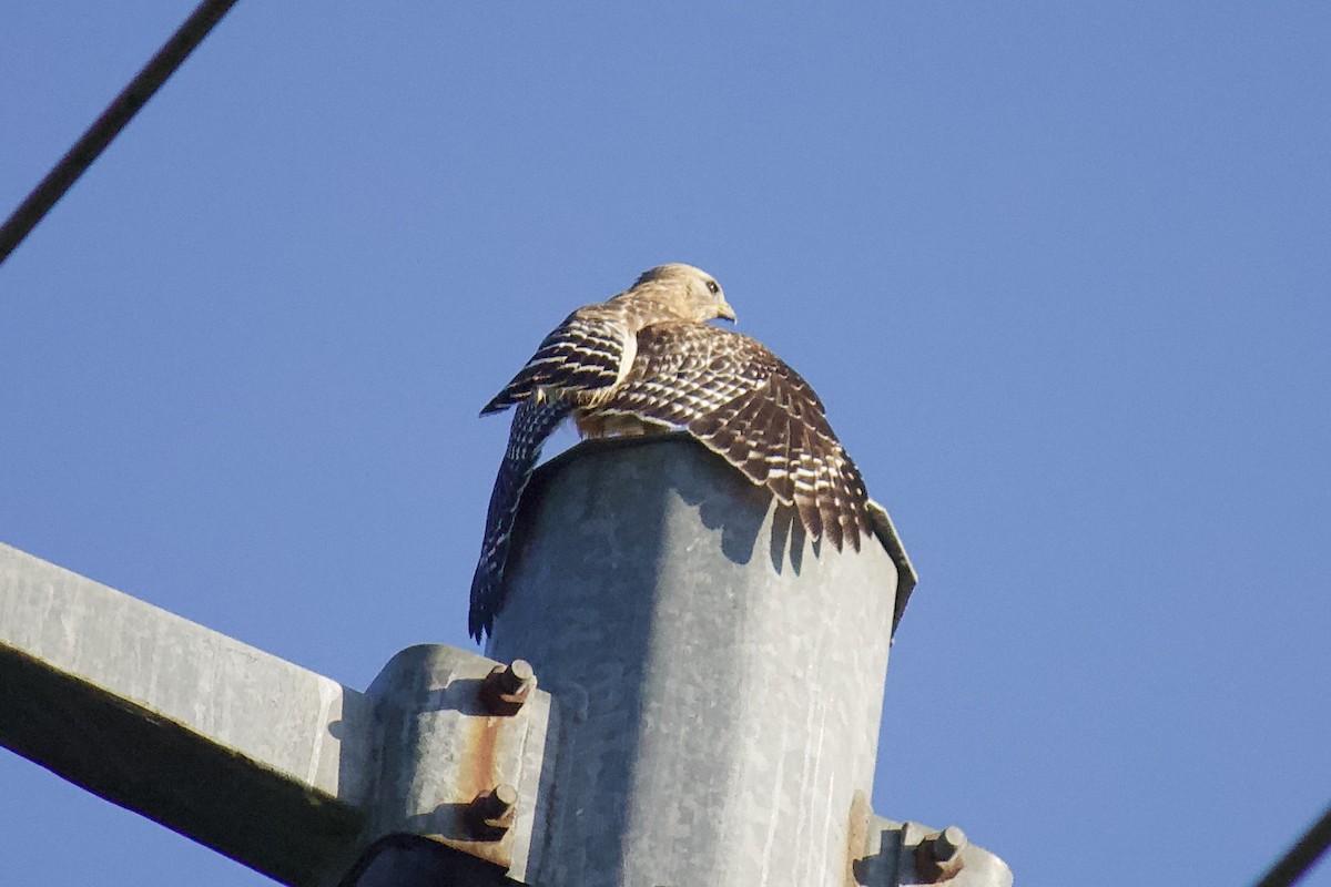 Red-shouldered Hawk - ML238099061