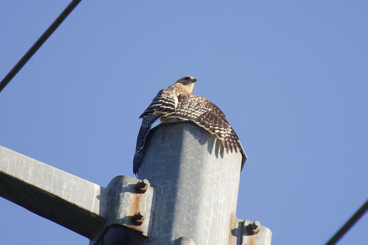 Red-shouldered Hawk - ML238099071