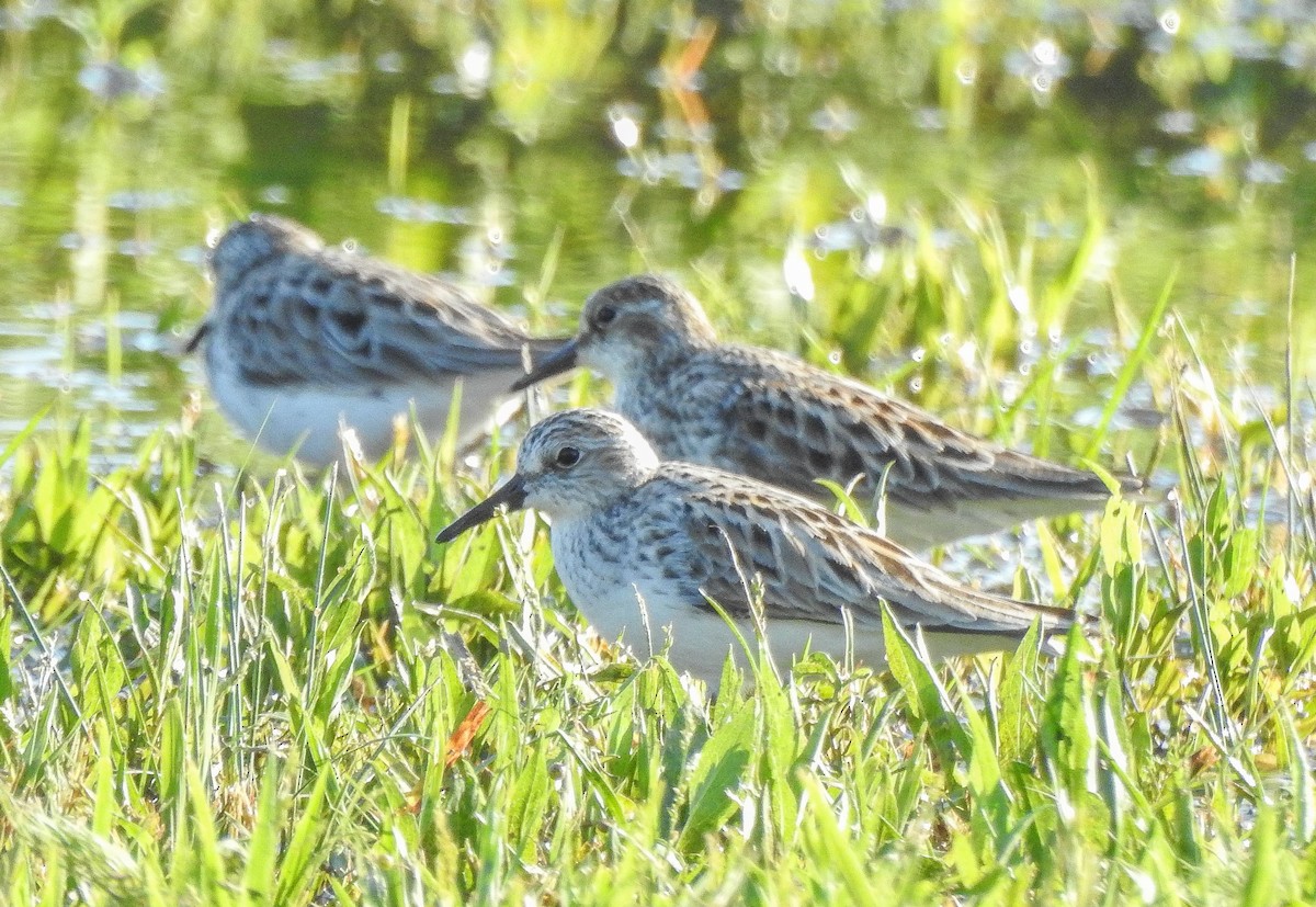 Semipalmated Sandpiper - ML238099161