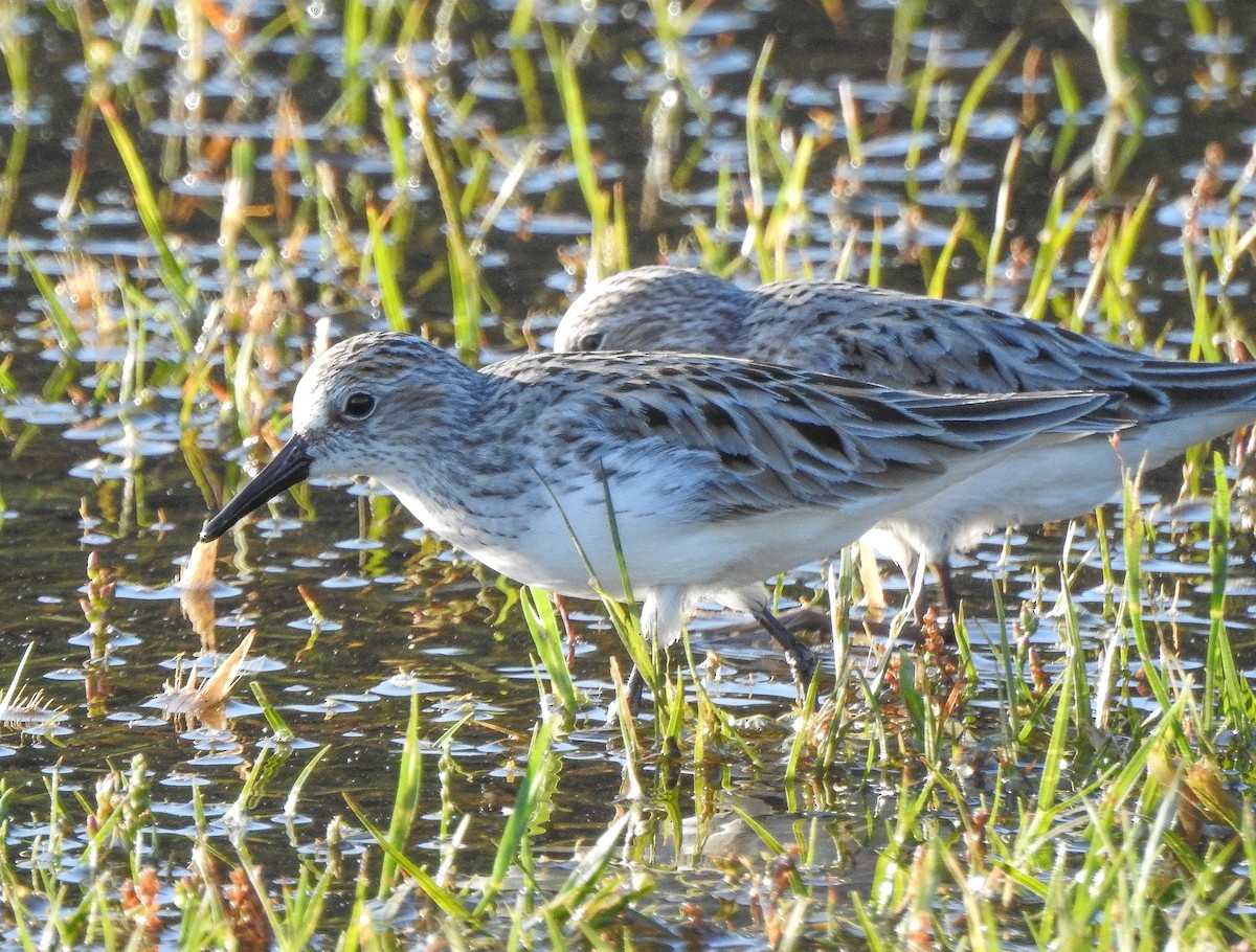 Semipalmated Sandpiper - ML238099171