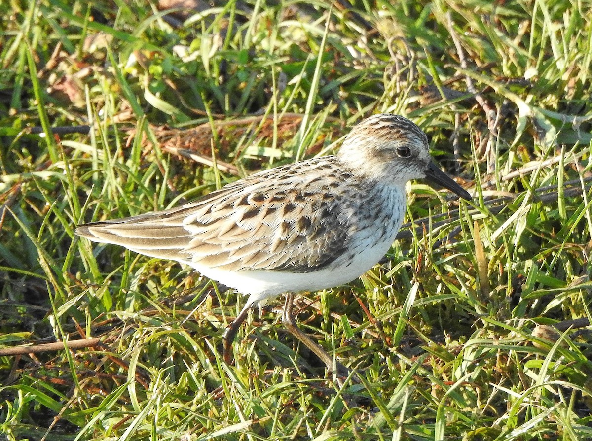 Semipalmated Sandpiper - ML238099181