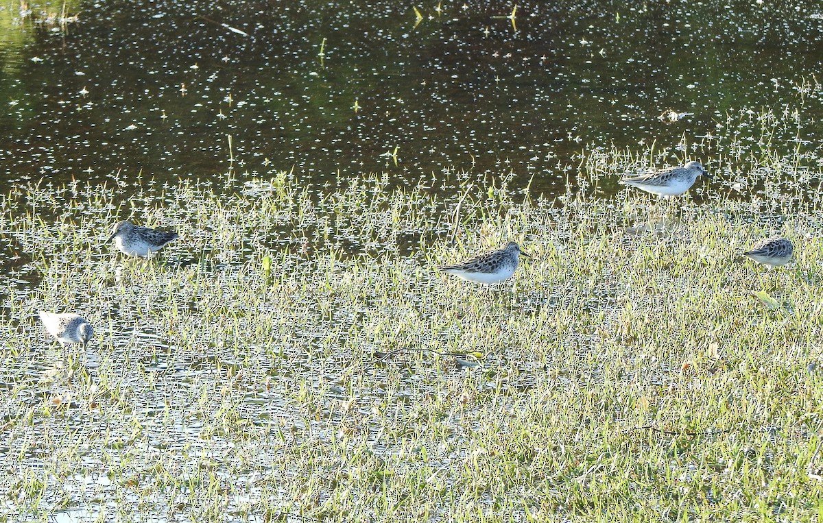 Semipalmated Sandpiper - ML238099191