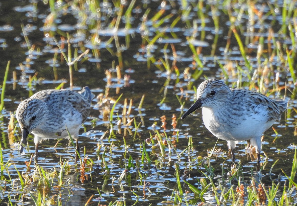 Semipalmated Sandpiper - ML238099201