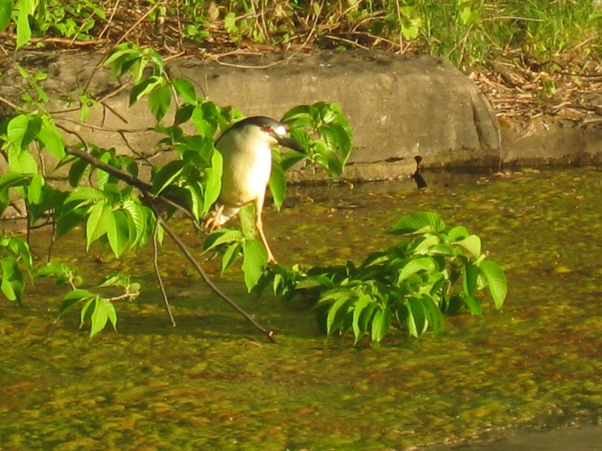 Black-crowned Night Heron - ML238099361