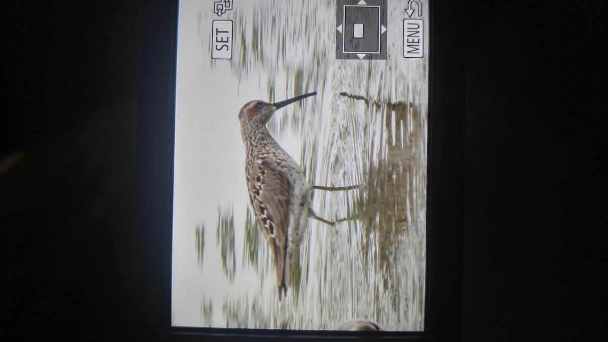 Stilt Sandpiper - ML238100661