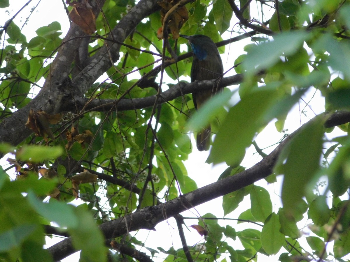 Blue-bearded Bee-eater - ML238101791