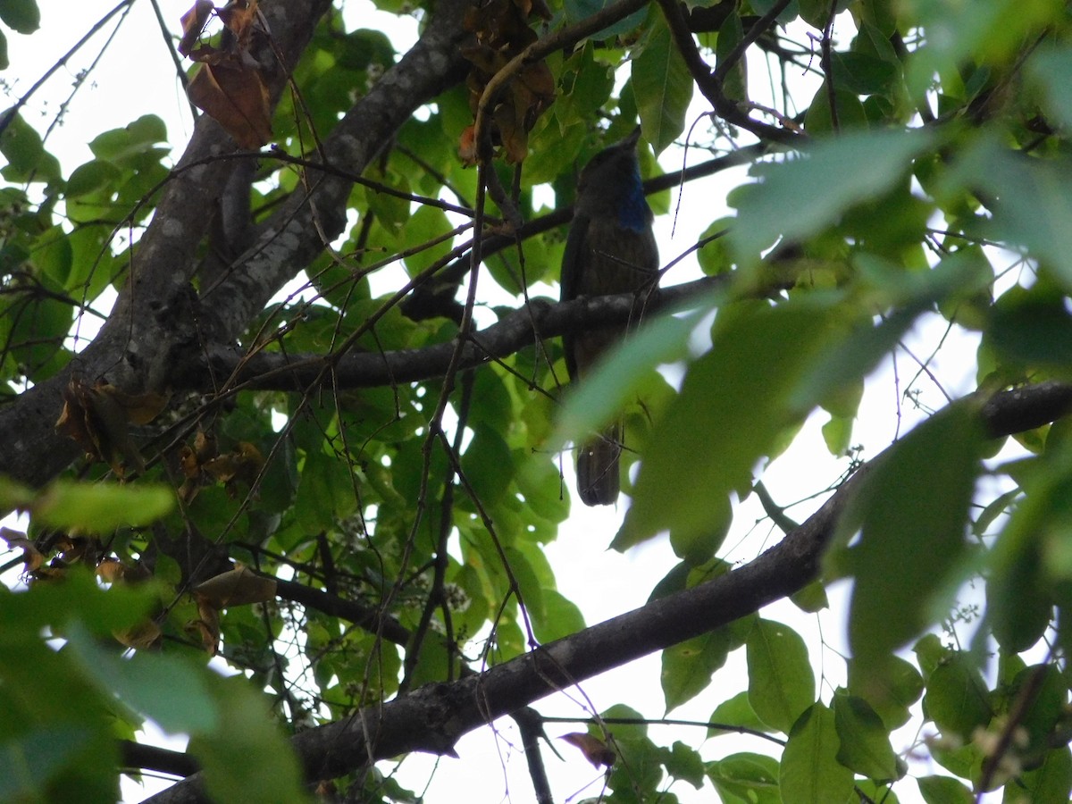 Blue-bearded Bee-eater - ML238101821