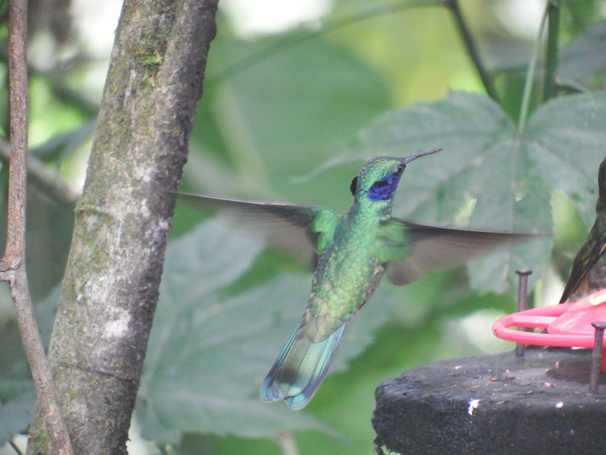 Colibrí Oreja Violeta Menor - ML238102001