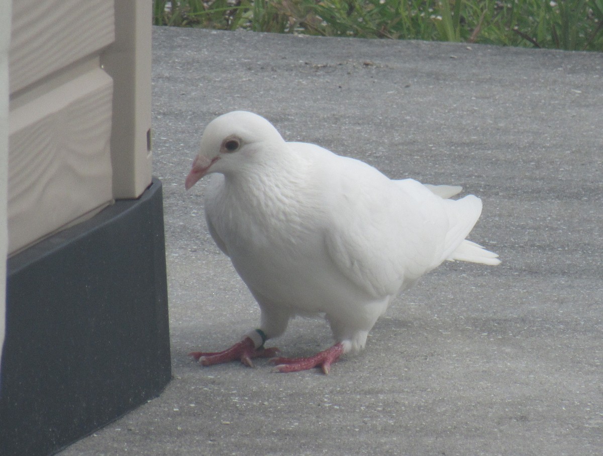 Сизый голубь (Одомашненного типа) - ML238102821