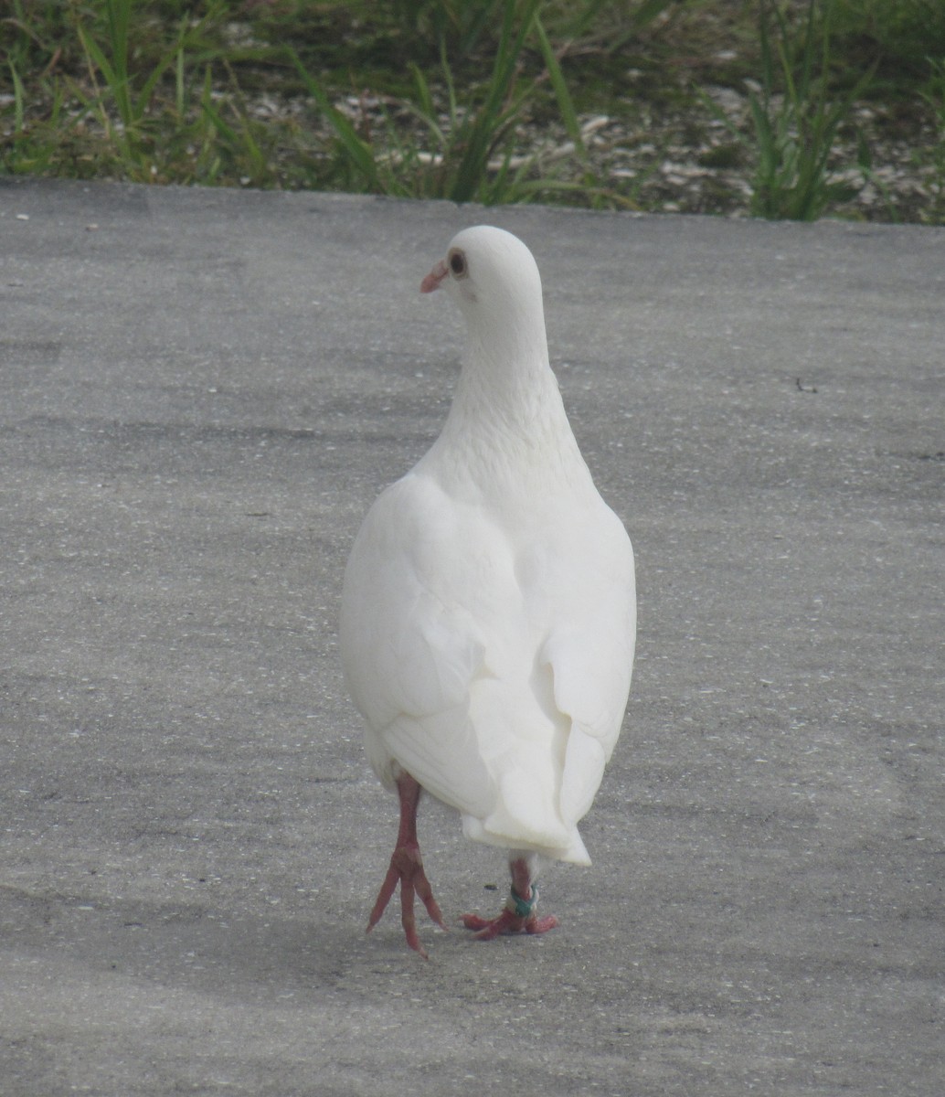 Сизый голубь (Одомашненного типа) - ML238103071